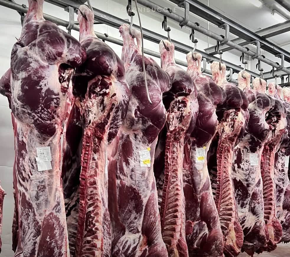 Des quartiers de bœuf suspendus aux rails d'une chambre froide